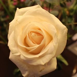 Meet your Posher, Mary